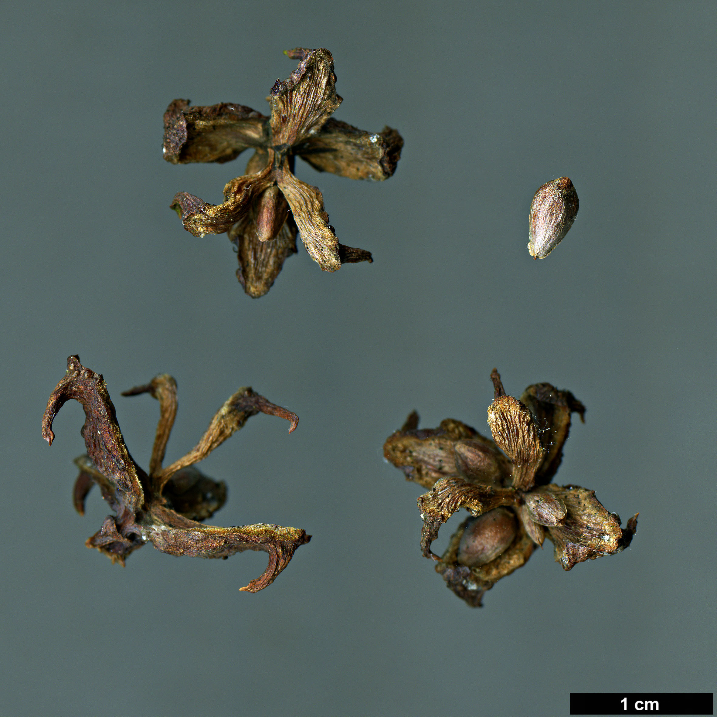 High resolution image: Family: Cupressaceae - Genus: Platycladus - Taxon: orientalis - SpeciesSub: var. xianshanensis